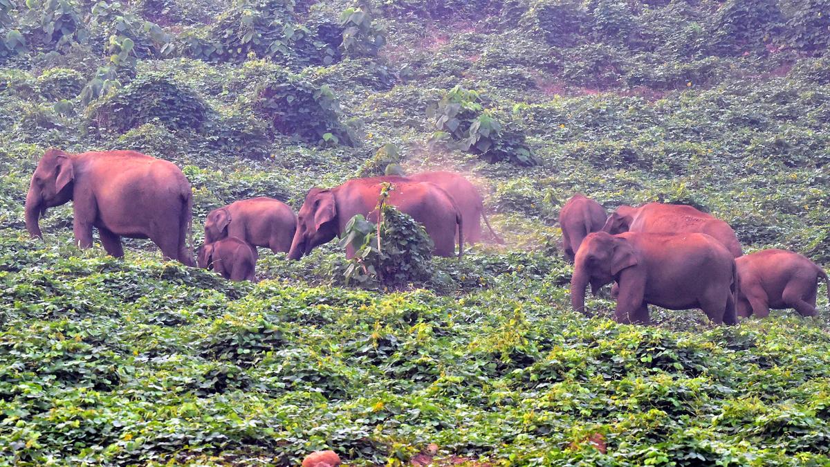 Wild Elephant Movement Reported in Nariyamanda